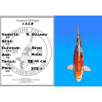 Koï Japon D. Kujaku éleveur Seiki 38-41 cm