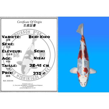 Koï Japon Beni Kiko éleveur Seiki 38-41 cm