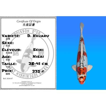 Koï Japon D. Kujaku éleveur Seiki 38-41 cm