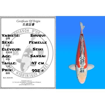 Koï Japon Shusui femelle  éleveur Seiki 47 cm
