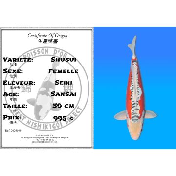 Koï Japon Shusui femelle  éleveur Seiki 50 cm