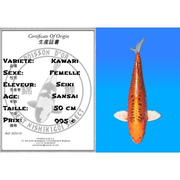 Koï Japon Kawari femelle  éleveur Seiki 50 cm