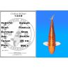 Koï Japon Kawari femelle  éleveur Seiki 50 cm