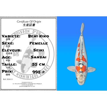 Koï Japon Beni Kiko femelle éleveur Seiki 50 cm