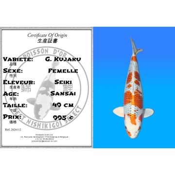 Koï Japon G. Kujaku femelle éleveur Seiki 49 cm