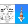 Koï Japon G. Kujaku femelle éleveur Seiki 49 cm