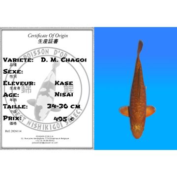 Koï Japon D. M. Chagoi éleveur Kase 34-36 cm