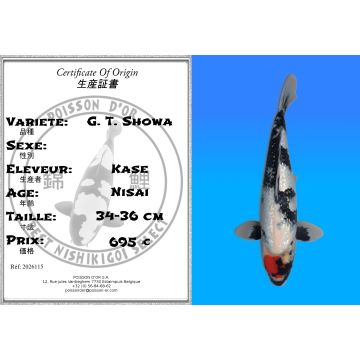Koï Japon G. T. Showa éleveur Kase 34-36 cm
