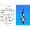 Koï Japon G. T. Showa éleveur Kase 34-36 cm