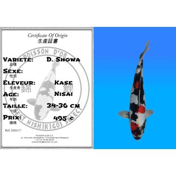 Koï Japon D. Showa éleveur Kase 34-36 cm