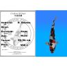 Koï Japon D. Showa éleveur Kase 34-36 cm