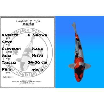 Koï Japon G. Showa éleveur Kase 34-36 cm