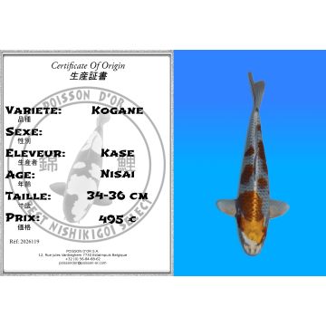 Koï Japon Kogane éleveur Kase 34-36 cm