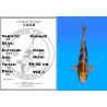 Koï Japon Kogane éleveur Kase 34-36 cm