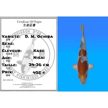 Koï Japon D. M. Ochiba éleveur Kase 34-36 cm