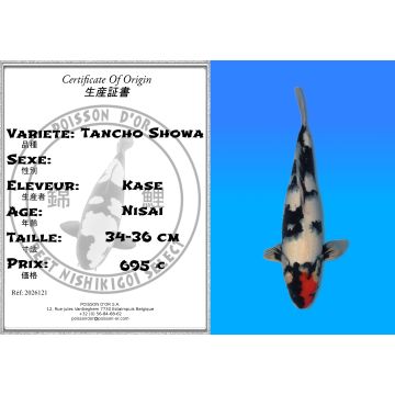 Koï Japon Tancho Showa éleveur Kase 34-36 cm