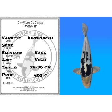 Koï Japon Kikokuryu éleveur Kase 34-36 cm