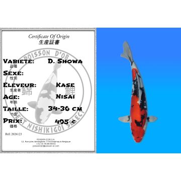 Koï Japon D. Showa éleveur Kase 34-36 cm
