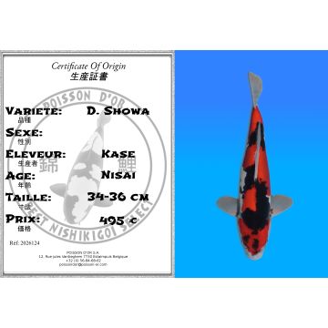 Koï Japon D. Showa éleveur Kase 34-36 cm