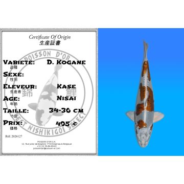 Koï Japon D. Kogane éleveur Kase 34-36 cm