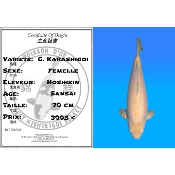 Koï Japon G. Karashigoi femelle éleveur Hoshikin 70 cm