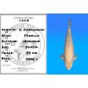Koï Japon G. Karashigoi femelle éleveur Hoshikin 70 cm