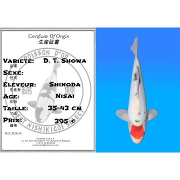 Koï Japon D. T. Showa éleveur Shinoda 35-43 cm