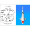 Koï Japon D. T. Showa éleveur Shinoda 35-43 cm