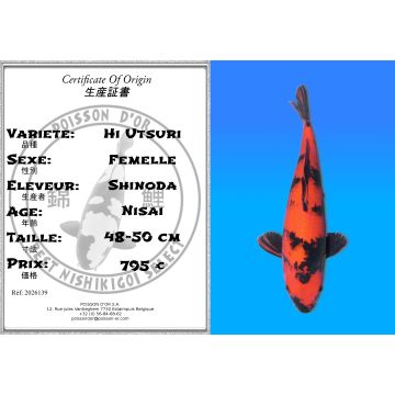 Koï Japon Hi Utsuri femelle éleveur Shinoda 48-50 cm