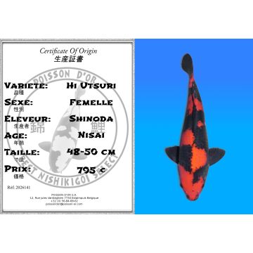 Koï Japon Hi Utsuri femelle éleveur Shinoda 48-50 cm