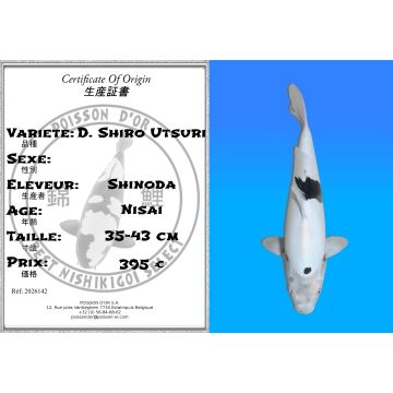 Koï Japon D. Shiro Utsuri éleveur Shinoda 35-43 cm