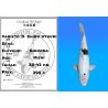 Koï Japon D. Shiro Utsuri éleveur Shinoda 35-43 cm