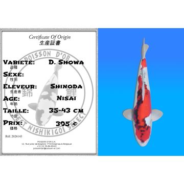 Koï Japon D. Showa éleveur Shinoda 35-43 cm