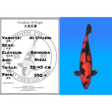 Koï Japon Hi Utusri éleveur Shinoda 35-43 cm