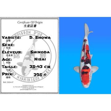 Koï Japon D. Showa éleveur Shinoda 35-43 cm