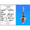 Koï Japon D. Showa éleveur Shinoda 35-43 cm