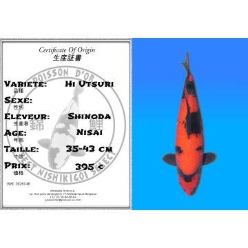 Koï Japon Hi Utsuri éleveur Shinoda 35-43 cm