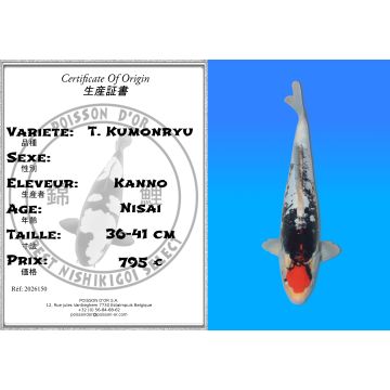 Koï Japon T. Kumonryu éleveur Kanno 36-41 cm