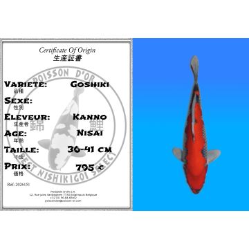 Koï Japon Goshiki éleveur Kanno 36-41 cm