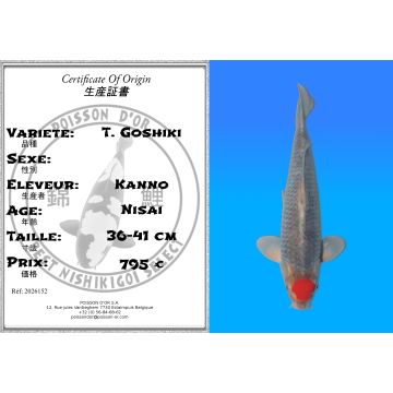 Koï Japon T. Goshiki éleveur Kanno 36-41 cm