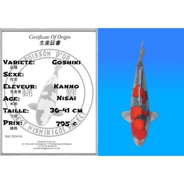 Koï Japon Goshiki éleveur Kanno 36-41 cm