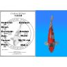 Koï Japon Goshiki éleveur Kanno 36-41 cm