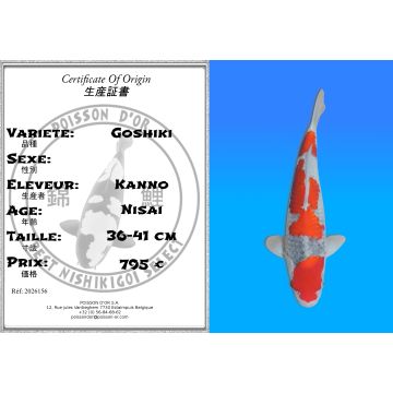 Koï Japon Goshiki éleveur Kanno 36-41 cm