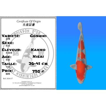Koï Japon Goshiki éleveur Kanno 36-41 cm