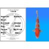 Koï Japon Goshiki éleveur Kanno 36-41 cm