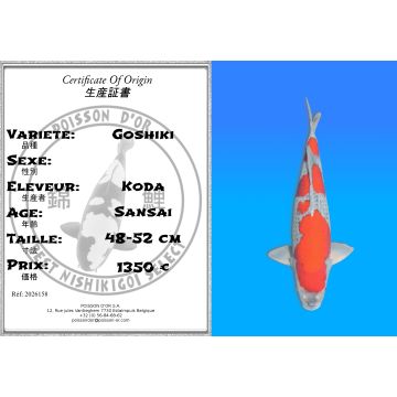 Koï Japon Goshiki éleveur Koda 48-52 cm