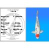 Koï Japon T. Showa éleveur Koda 48-52 cm
