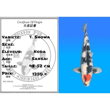 Koï Japon T. Showa éleveur Koda 48-52 cm