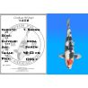 Koï Japon T. Showa éleveur Koda 48-52 cm