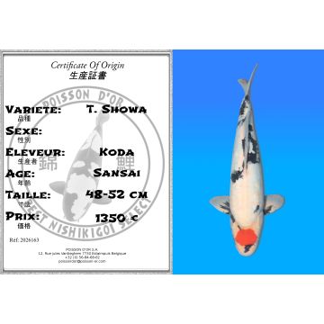 Koï Japon T. Showa éleveur Koda 48-52 cm